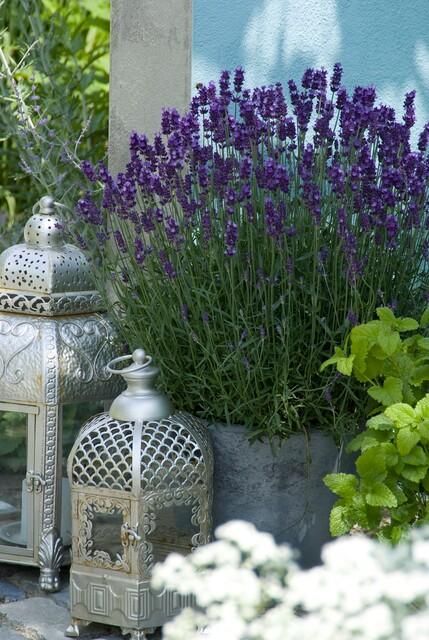 green-guardia-hidcote-lavandula-lavendel-6-pflanzen-9cm-violett image 4