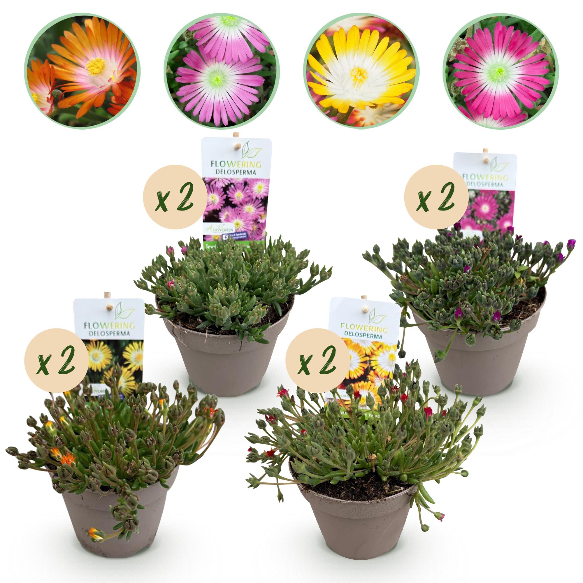 green-guardia-unsere-pflanzen-delosperma-jewel-bodendecker-8-pflanzen-winterhart image 1