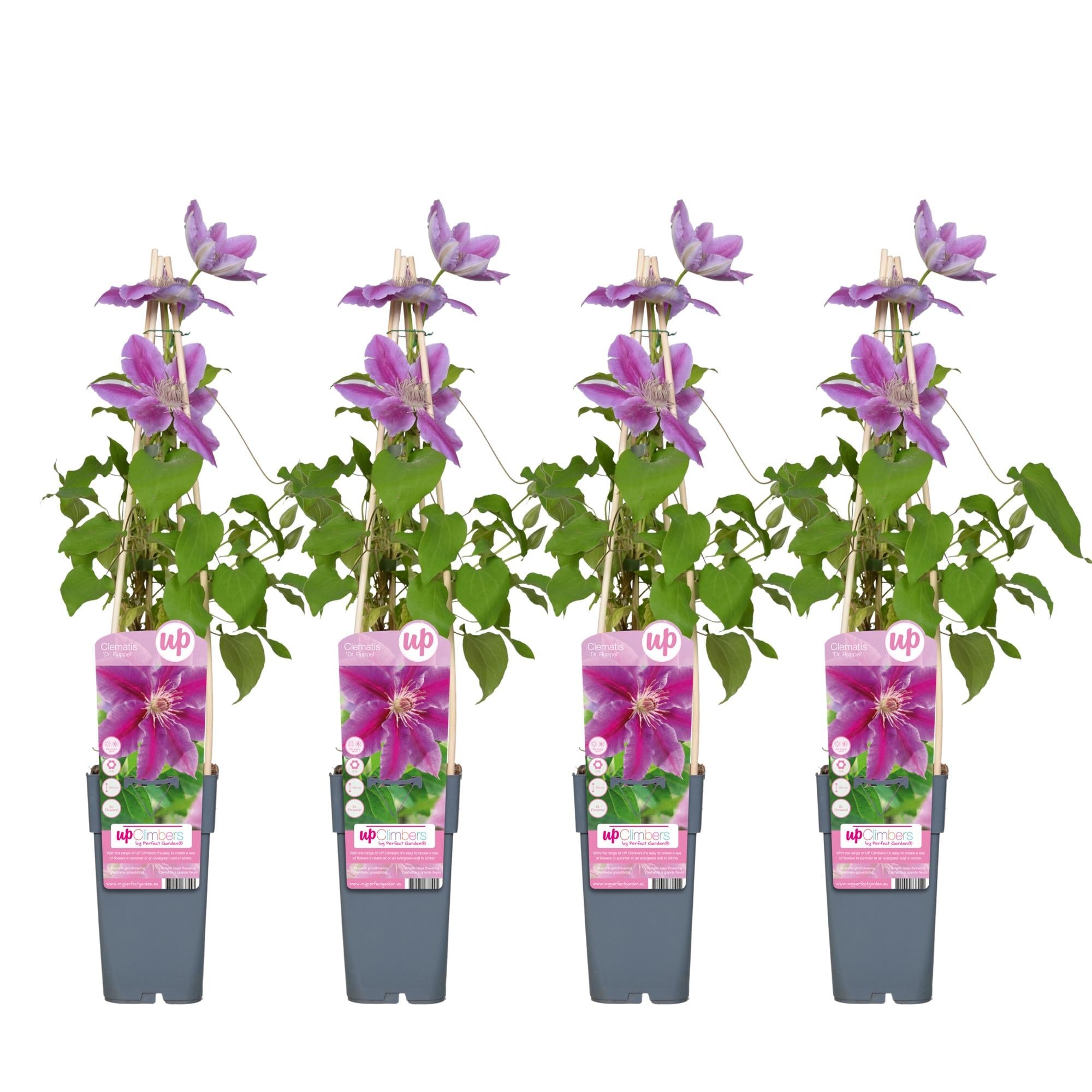 green-guardia-dr-ruppel-clematis-rosa-pink-15-cm-topf-65-cm image 3