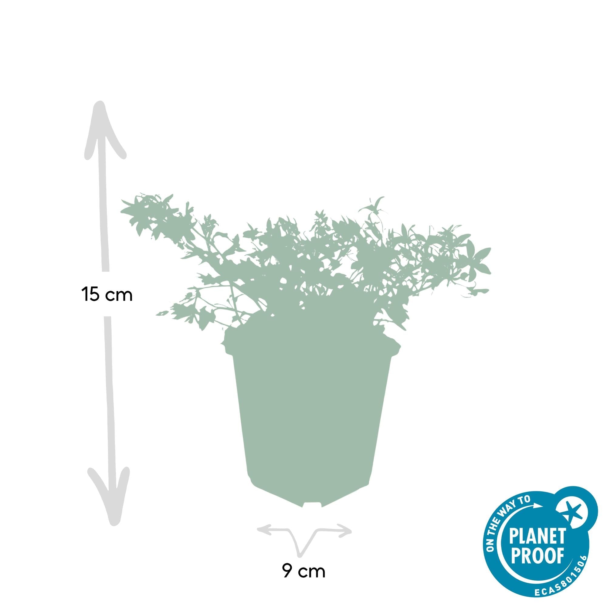 green-guardia-glockenblume-stella-pflanze-9cm-topf image 2
