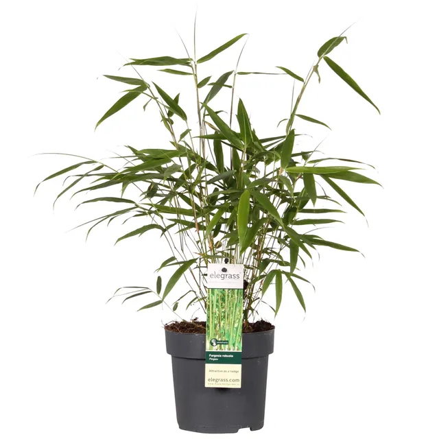 green-guardia-pingwu-fargesia-robusta-bambus-40-cm-im-14-cm-topf image 1