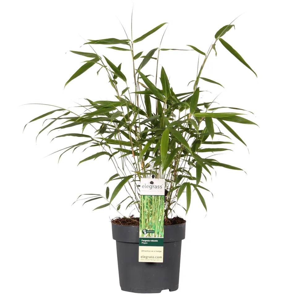 green-guardia-pingwu-fargesia-robusta-bambus-40-cm-im-14-cm-topf image 1
