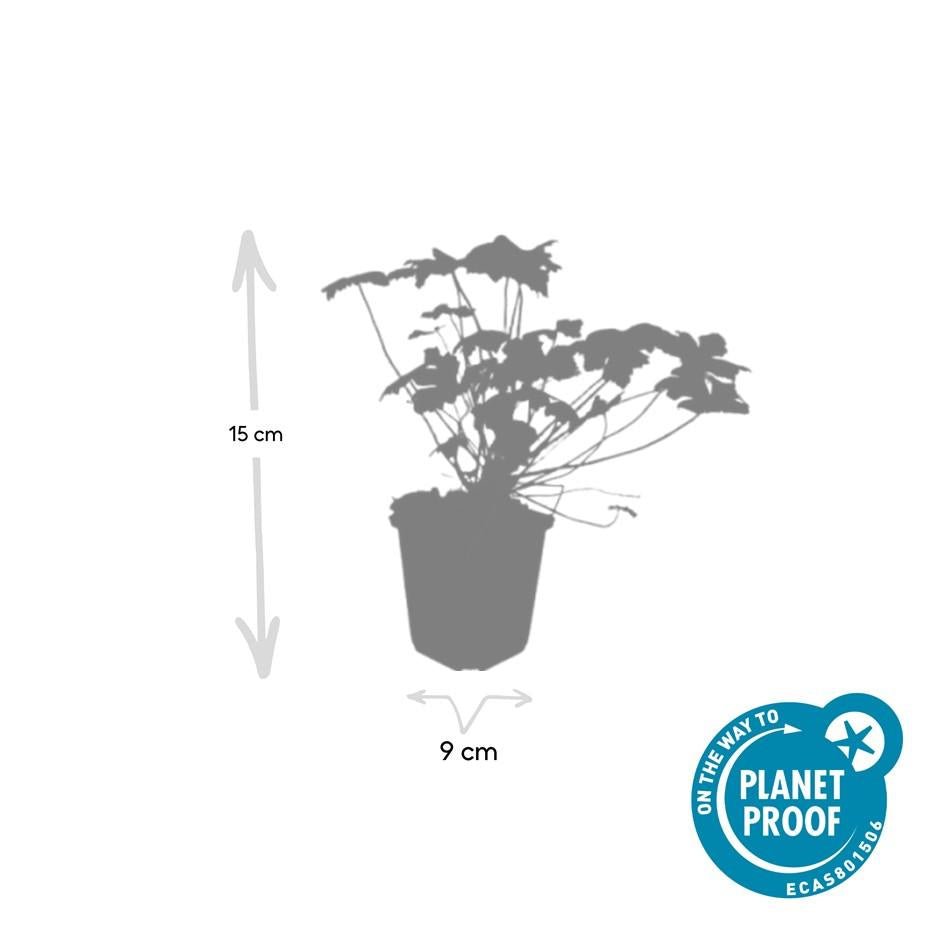 green-guardia-geranium-czakor-bodendecker-9cm-winterhart-rosa image 2