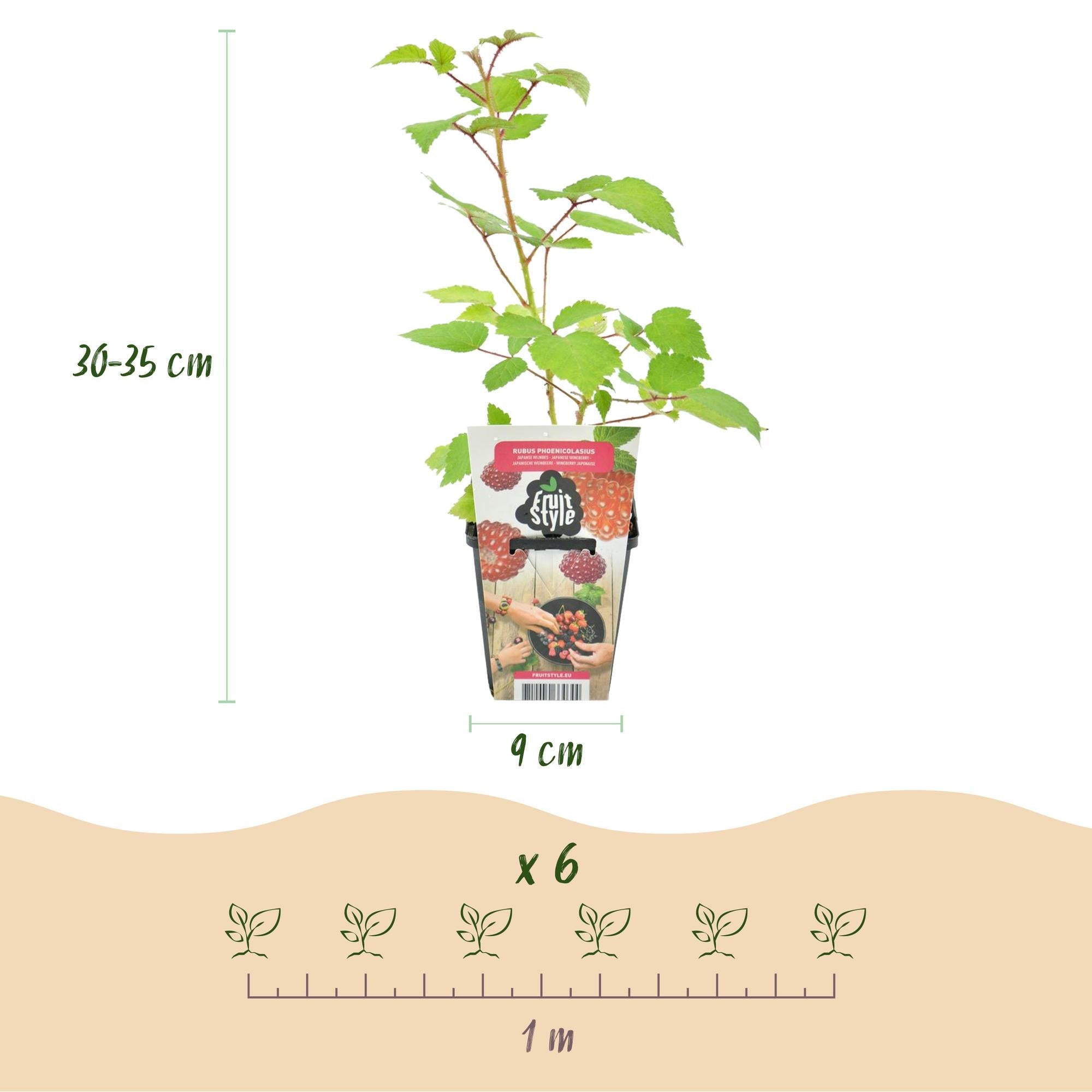 green-guardia-rubus-japanische-weinbeere-obstpflanze-rot-3-pflanzen-9-cm image 2