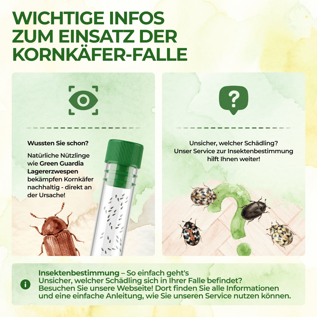 green-guardia-kornk-fer-falle-klebefalle-3-fallen-giftfrei image 8