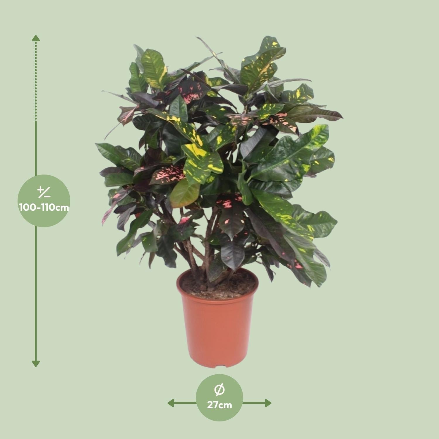 green-guardia-codiaeum-magnificent-croton-110-cm-27-cm-topf image 2
