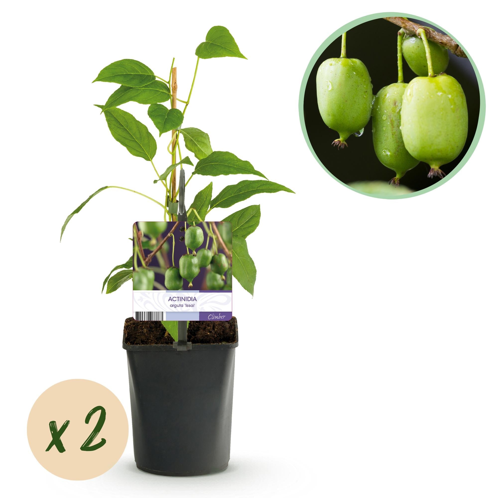 green-guardia-issai-mini-kiwi-obstpflanze-2-pflanzen-selbstfruchtend image 1