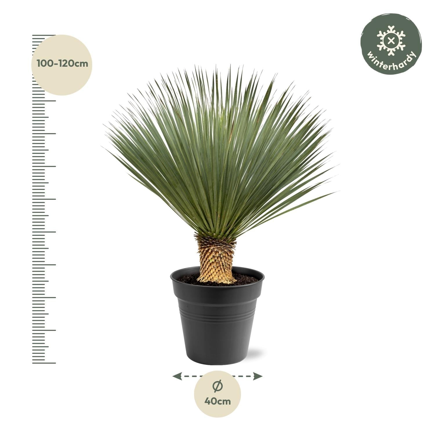 green-guardia-yucca-rostrata-blaue-palmlilie-140-160-cm-winterhart image 3