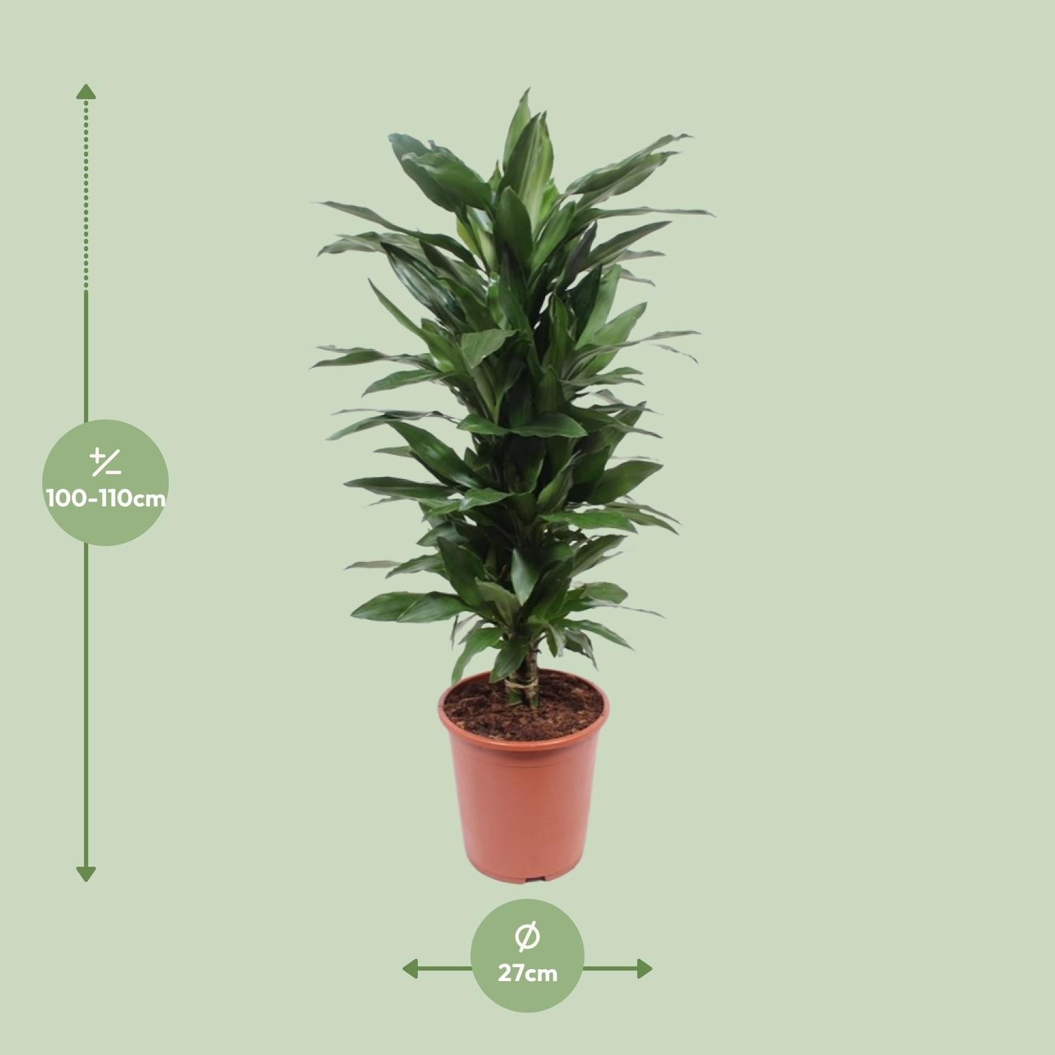 green-guardia-dracaena-janet-lind-drachenbaum-17-cm-70-cm image 5
