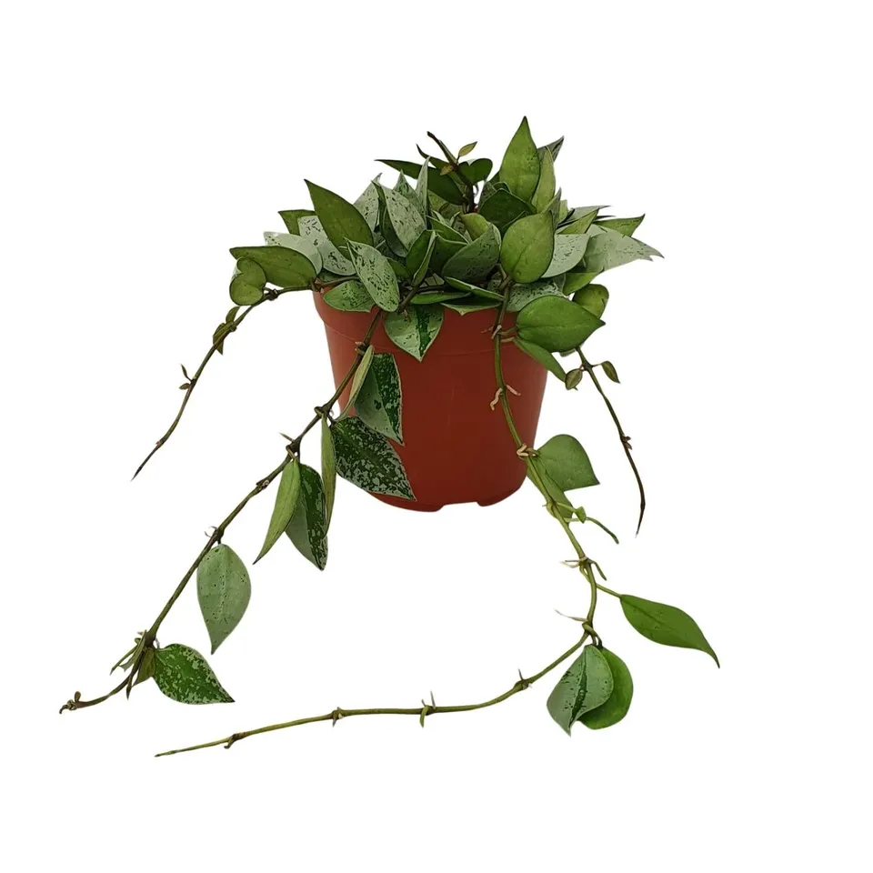 green-guardia-unsere-pflanzen-hoya-krohniana-eskimo-wachsblume-15-cm image 1
