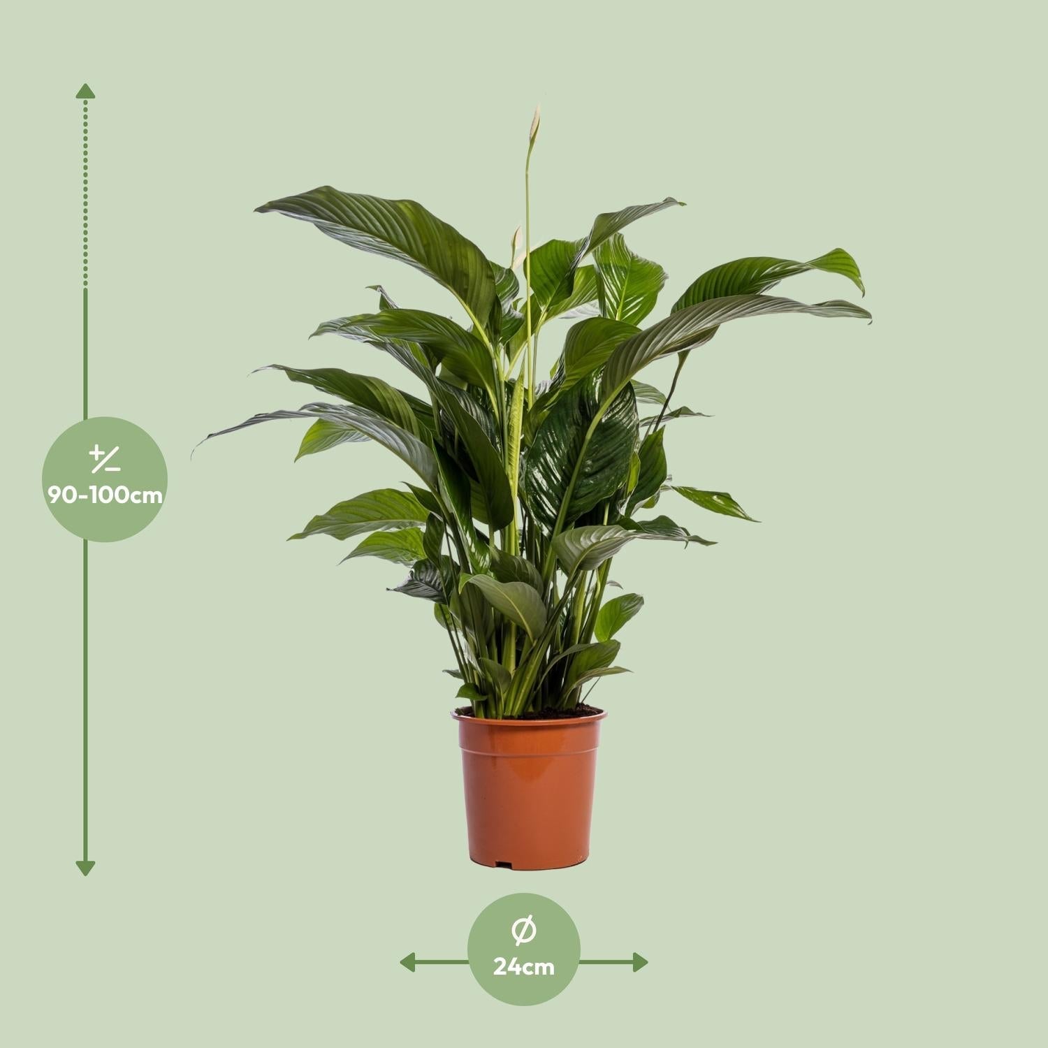 green-guardia-spathiphyllum-friedenslilie-70-cm-vivaldi image 7