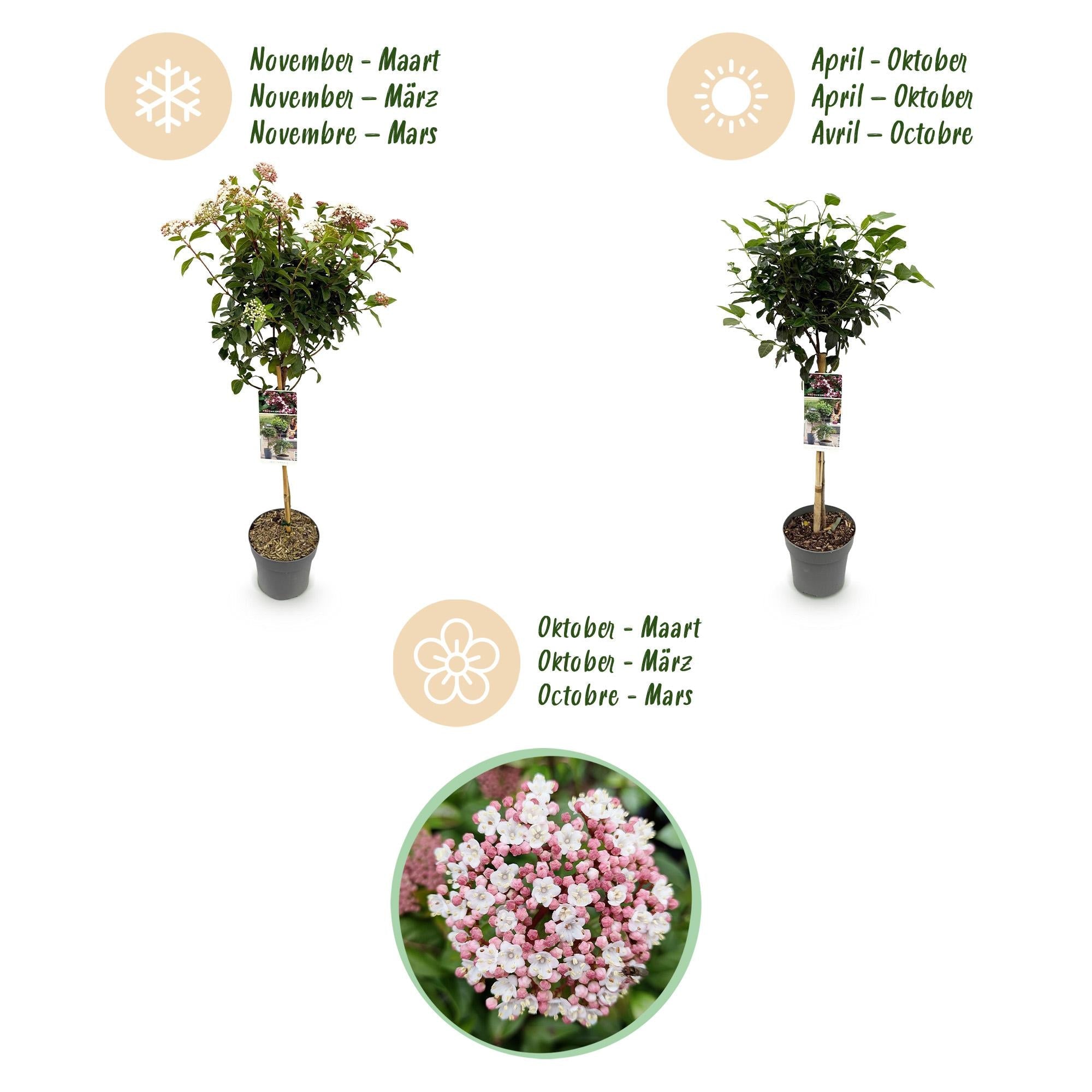 green-guardia-unsere-pflanzen-viburnum-eve-price-stamm-90-cm-winterhart image 3