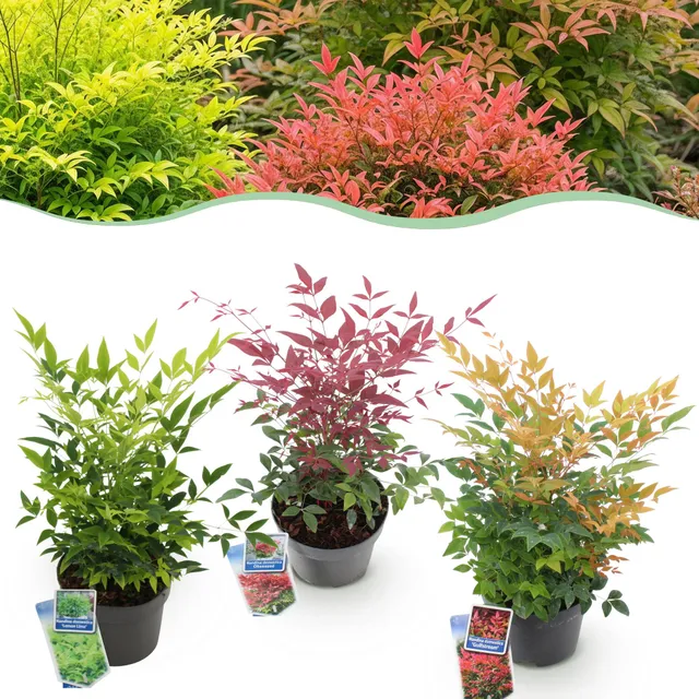 green-guardia-unsere-pflanzen-nandina-tricolour-3-pflanzen-45cm image 1