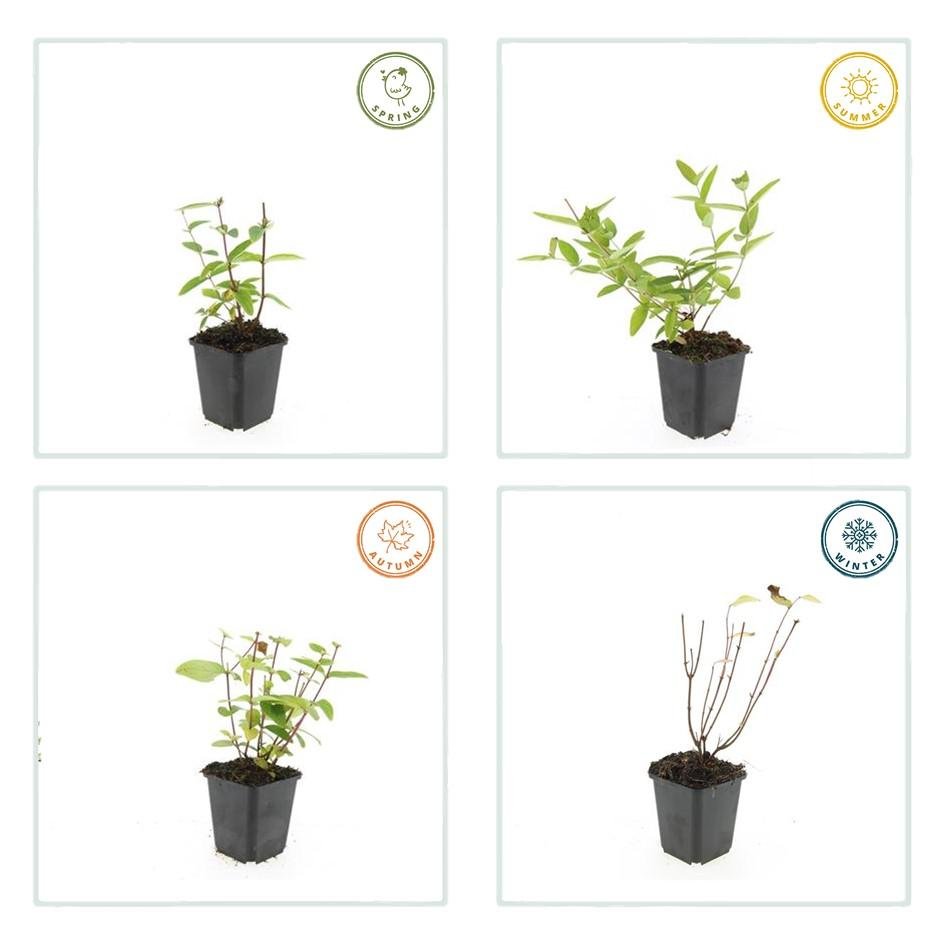 green-guardia-unsere-pflanzen-johanniskraut-annabel-6x-9cm-gelb image 3