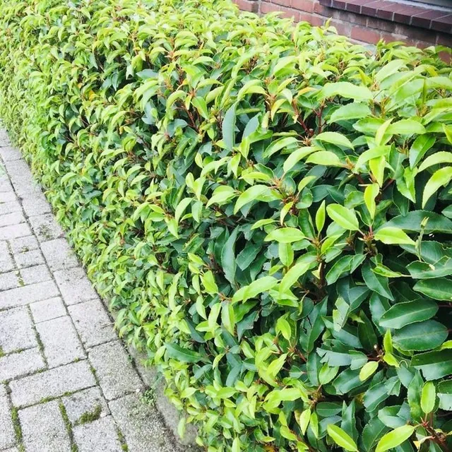green-guardia-prunus-lusitanica-lorbeerkirsche-hecke-6-pflanzen-50cm image 1
