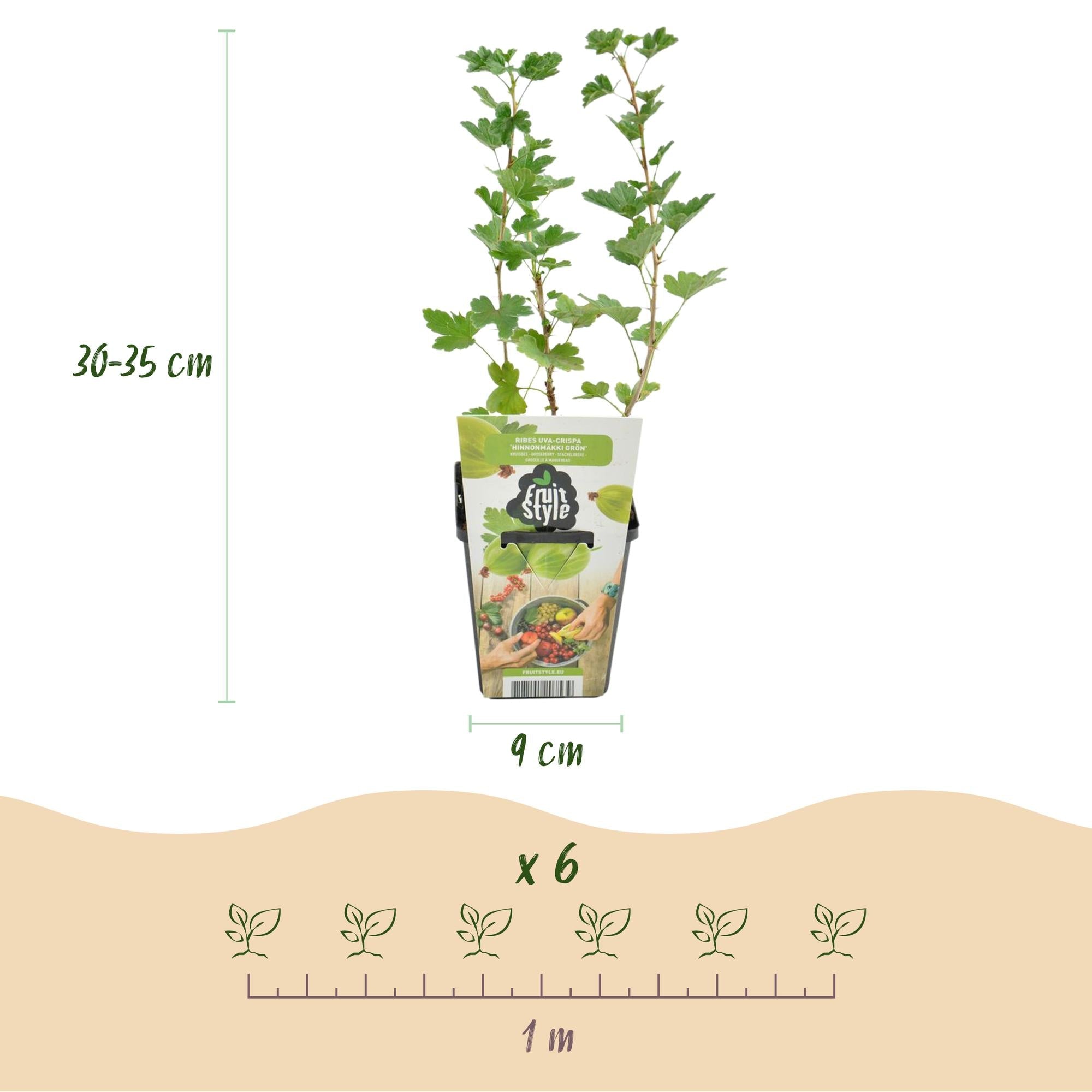 green-guardia-unsere-pflanzen-stachelbeere-hinnonm-ki-obstpflanze-3-pfl image 2
