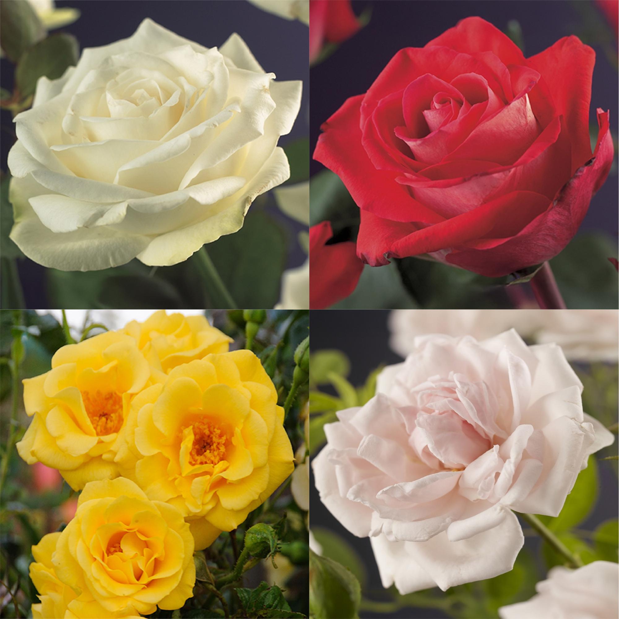 green-guardia-unsere-pflanzen-rosa-rainbow-kletterrose-mehrfarbig-4x-11cm image 3