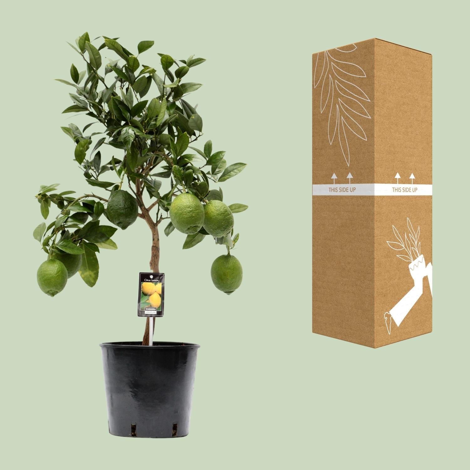 green-guardia-unsere-pflanzen-zitronenbaum-citrus-lemon-35-cm image 2