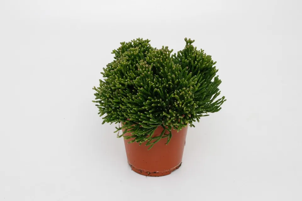 green-guardia-unsere-pflanzen-hatiora-rutenkaktus-12-cm-topf image 1