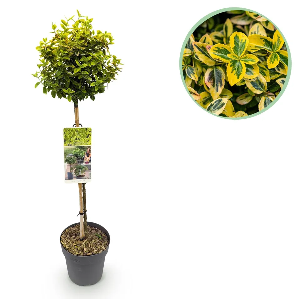 green-guardia-euonymus-emerald-n-gold-stamm-19-cm-topf image 1