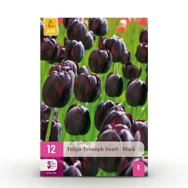 green-guardia-tulpe-triumph-black-blumenzwiebeln-12-st-ck-dunkel image 1