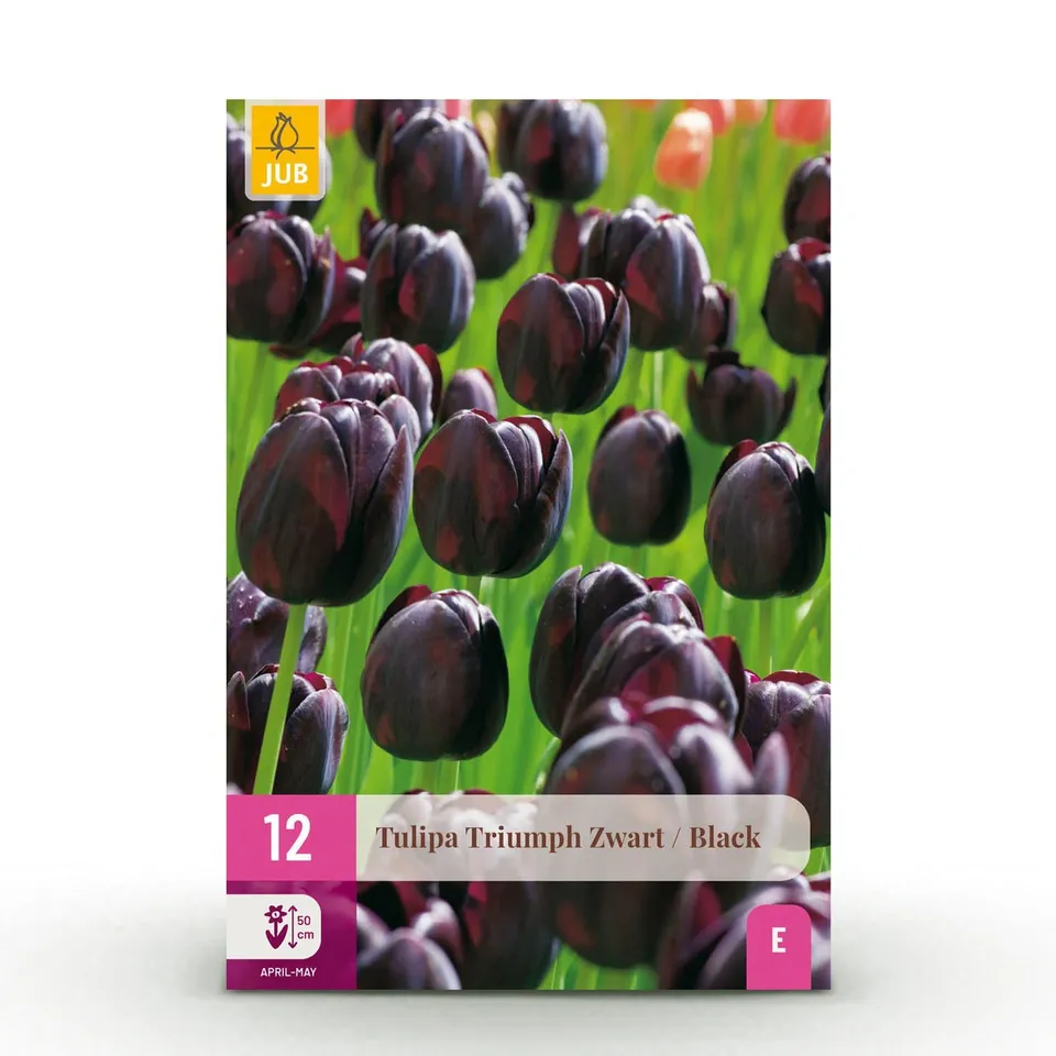 green-guardia-tulpe-triumph-black-blumenzwiebeln-12-st-ck-dunkel image 1