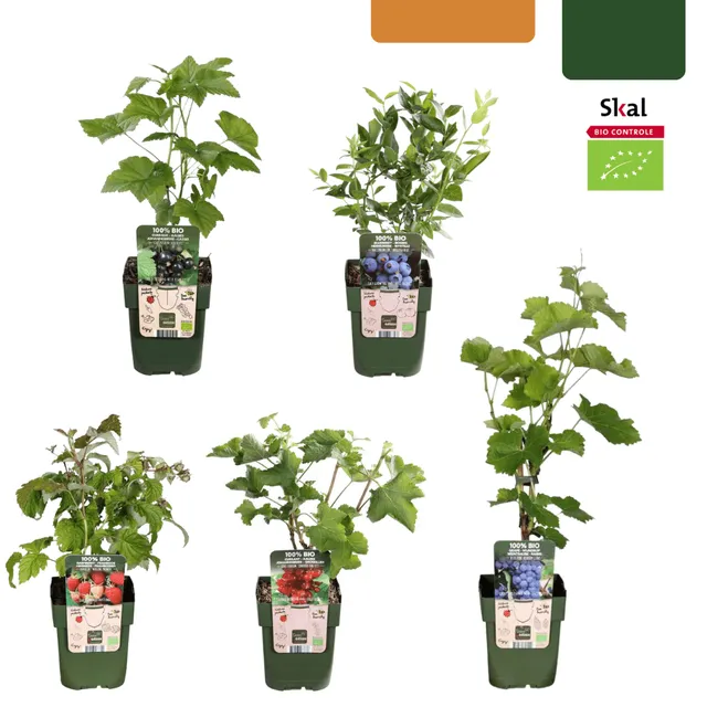 green-guardia-fr-chte-oase-bio-obstpflanzen-set-5-sorten-beerenmix image 1