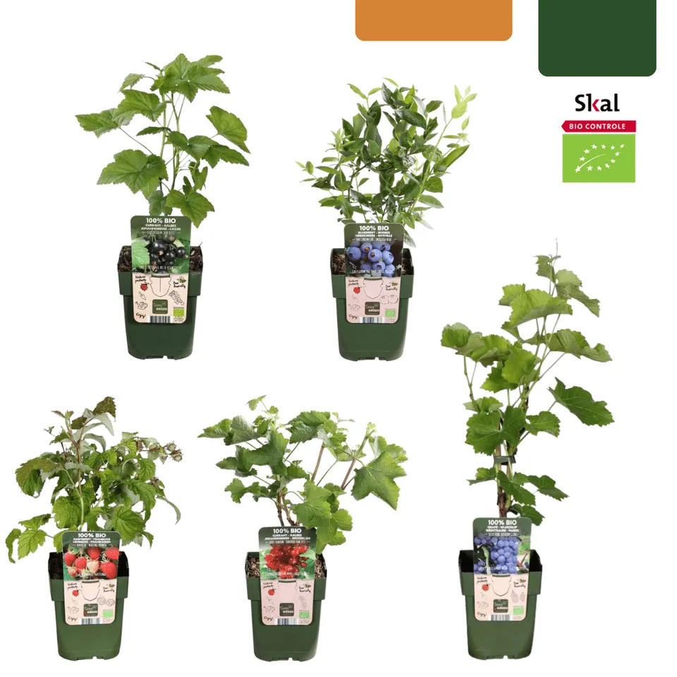 green-guardia-fr-chte-oase-bio-obstpflanzen-set-5-sorten-beerenmix image 1