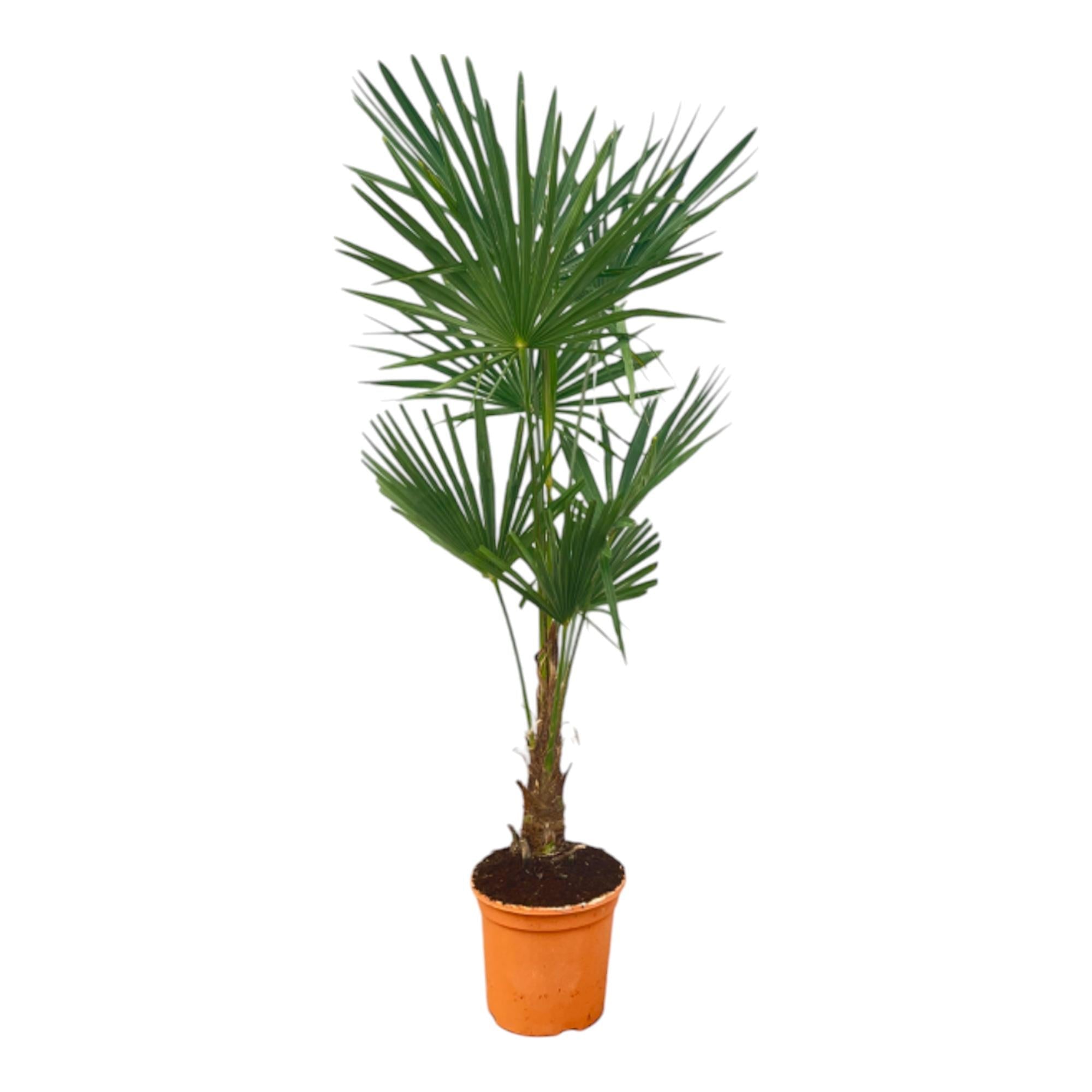 green-guardia-trachycarpus-hanfpalme-120-cm-winterhart-palme image 2