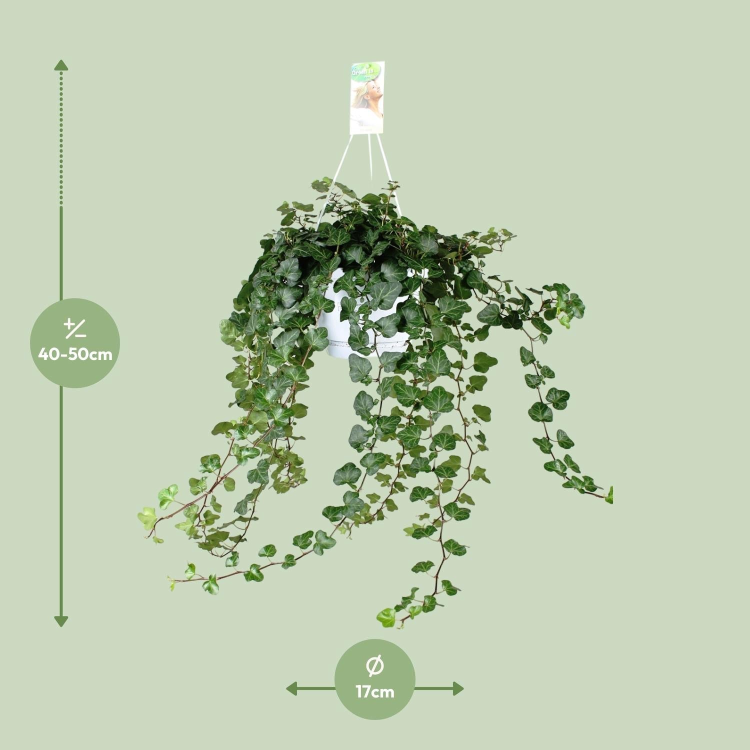 green-guardia-unsere-pflanzen-hedera-wonder-green-efeu-50-cm-immergr-n image 2