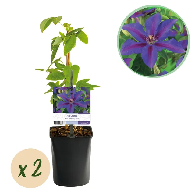 green-guardia-unsere-pflanzen-clematis-mrs-thompson-2-pflanzen image 1
