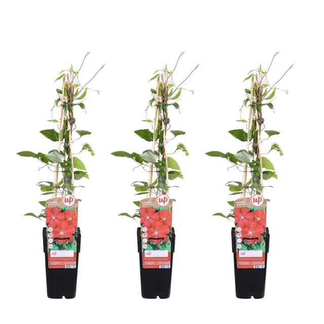 green-guardia-unsere-pflanzen-clematis-rouge-cardinal-kletterpflanze-rot image 1