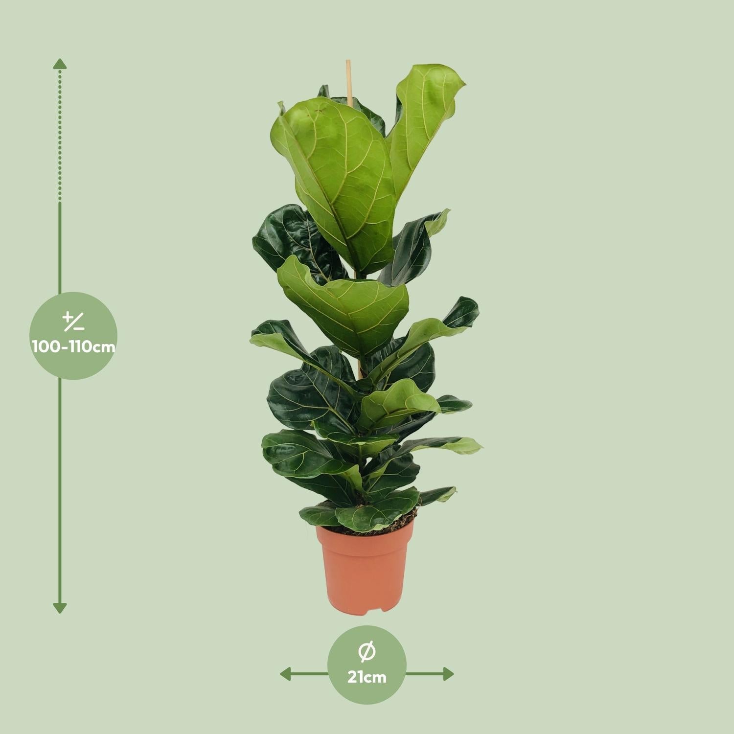 green-guardia-unsere-pflanzen-ficus-lyrata-geigenfeige-12cm-30cm image 8