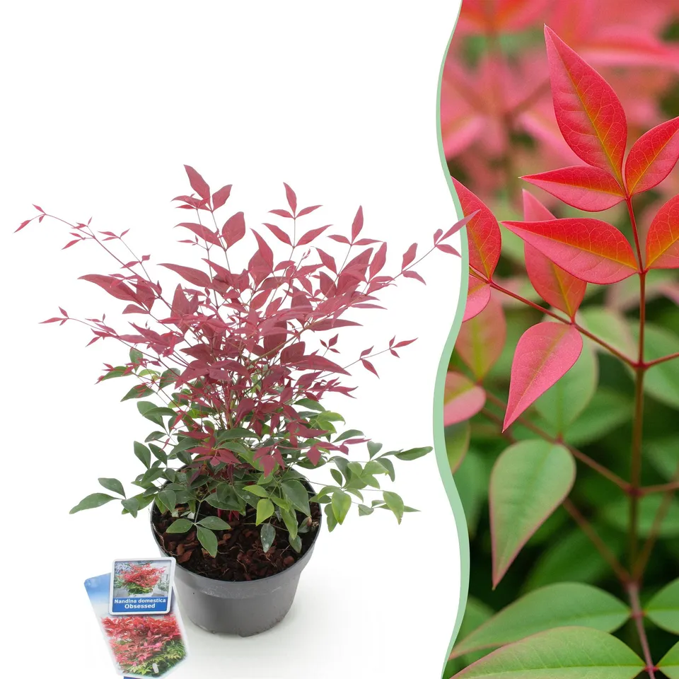 green-guardia-unsere-pflanzen-nandina-obsessed-zierstrauch-rot-17cm-topf image 1