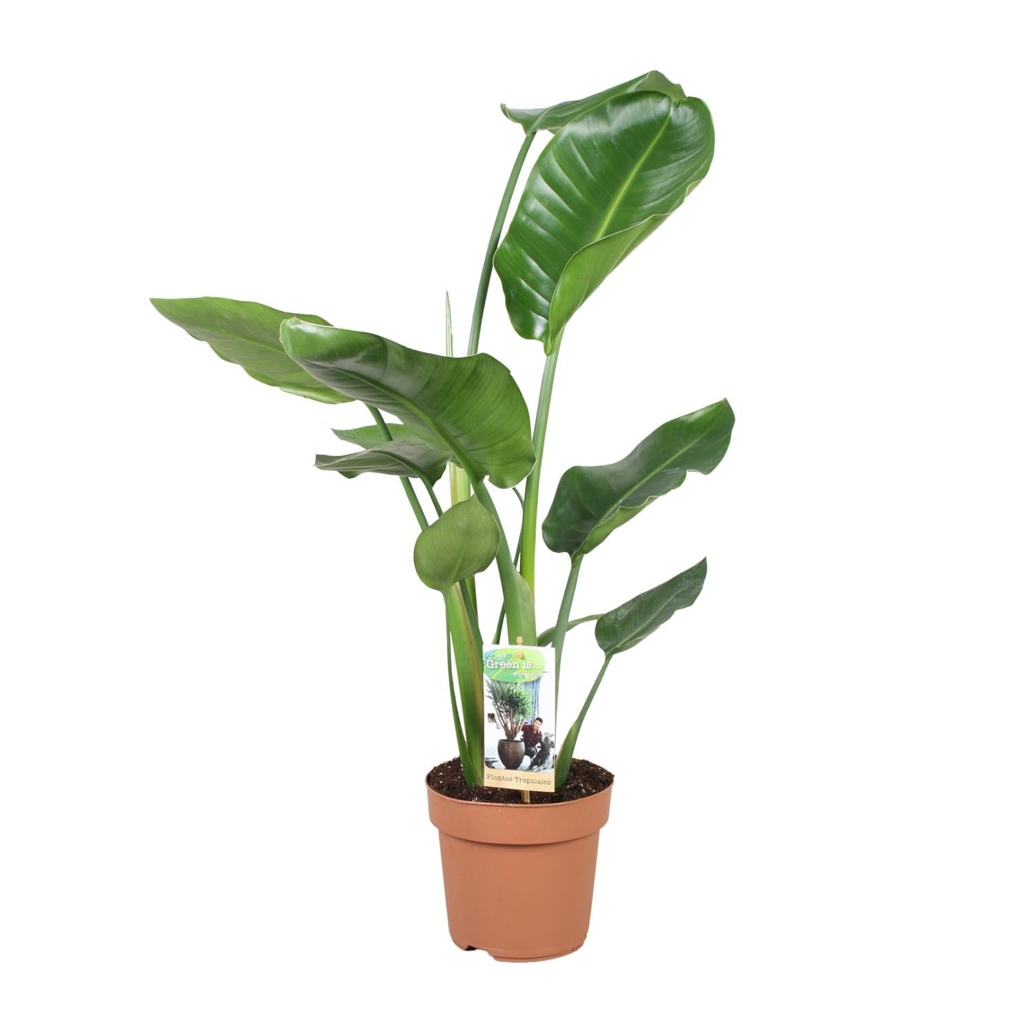 green-guardia-unsere-pflanzen-strelitzia-nicolai-90-cm-wei-e-bl-te-zimmerpflanze image 1