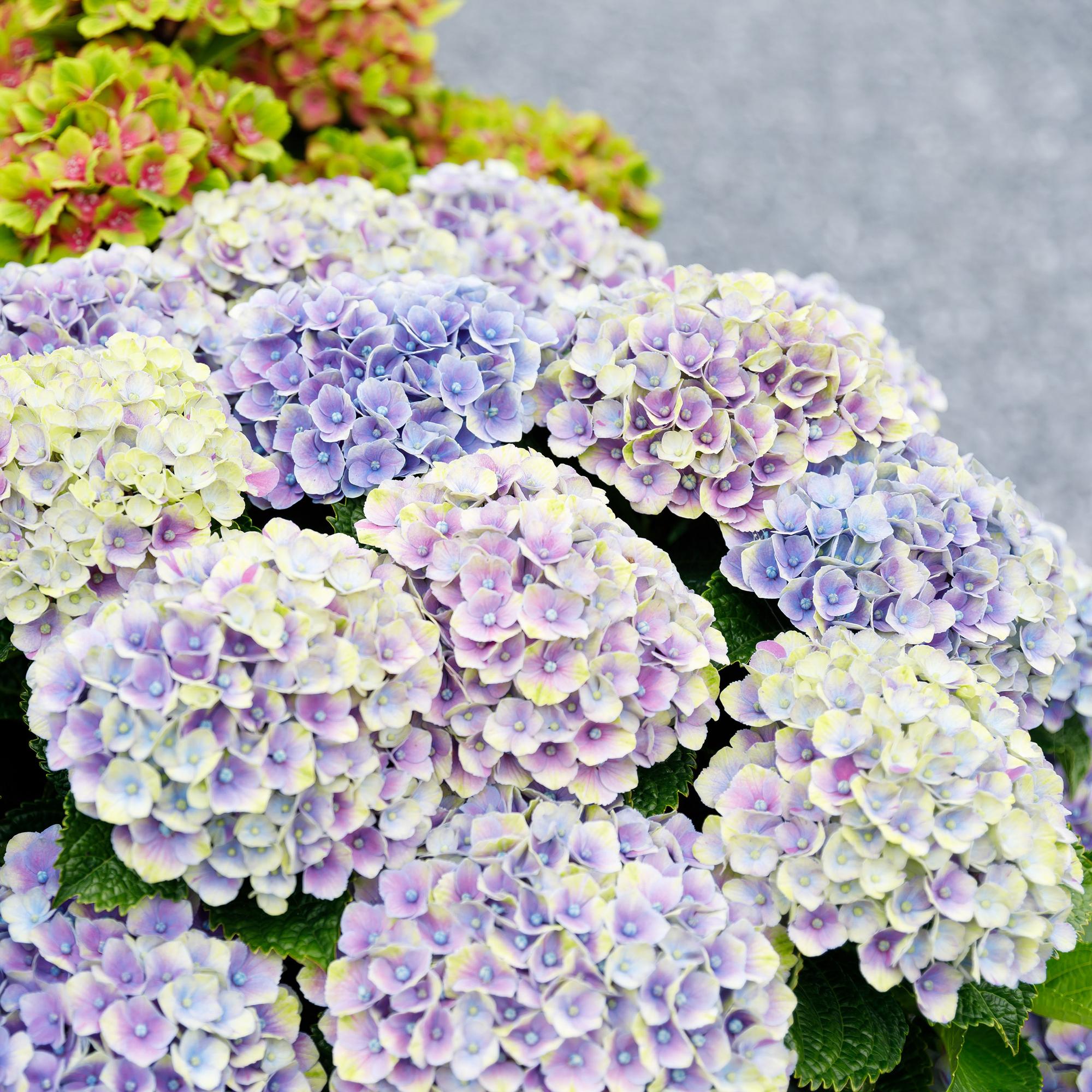 green-guardia-magical-jewel-blue-hortensie-blau-23cm-1x image 5