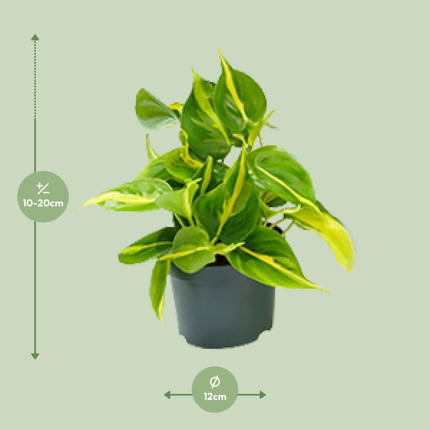 green-guardia-unsere-pflanzen-philodendron-brasil-15cm-zimmerpfl image 4