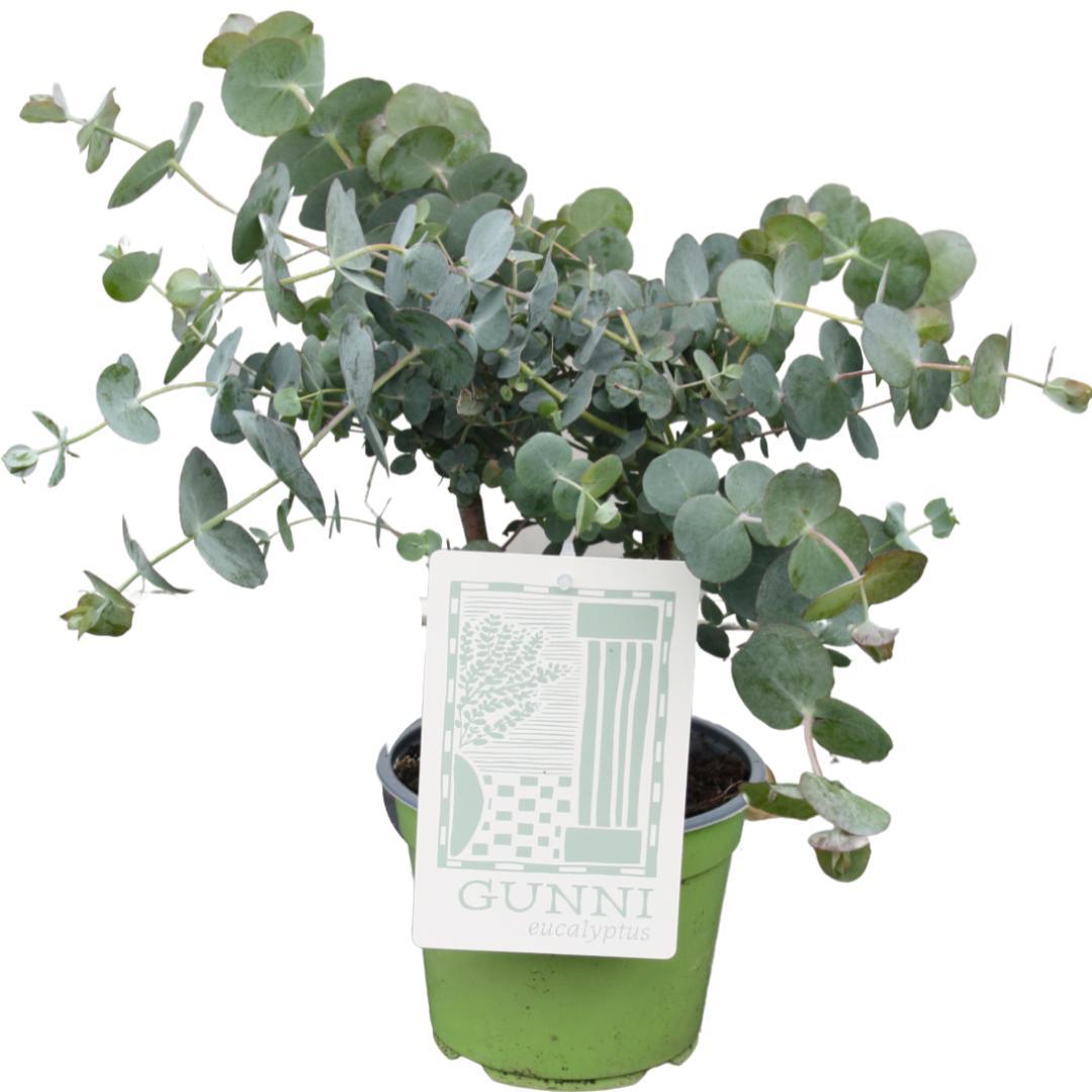 green-guardia-unsere-pflanzen-eukalyptus-gunnii-duftpflanze-35-cm image 2