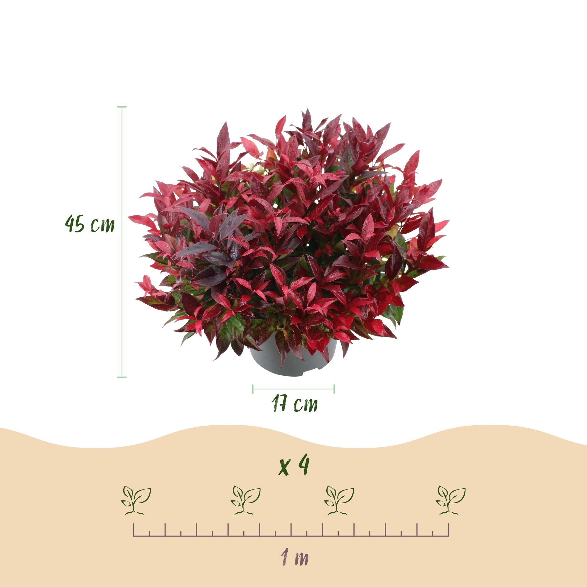 green-guardia-unsere-pflanzen-leucothoe-zeblid-strauch-rot-1x-pflanze image 2