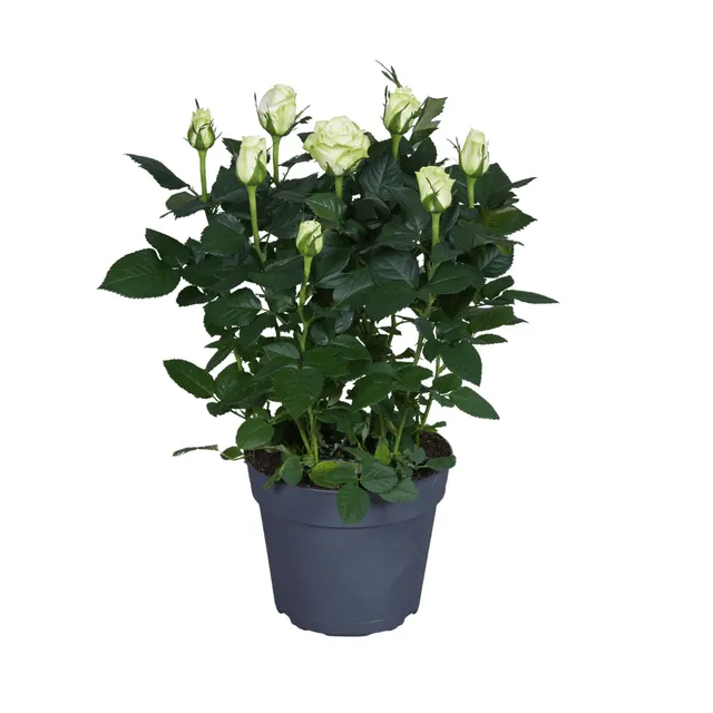 green-guardia-unsere-pflanzen-wei-e-rose-topfrose-17cm-topf image 1