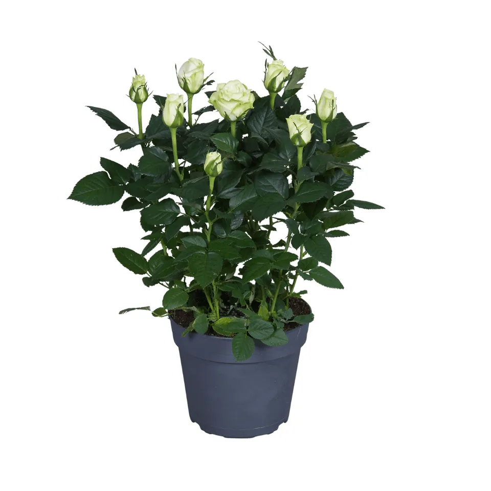 green-guardia-unsere-pflanzen-wei-e-rose-topfrose-17cm-topf image 1
