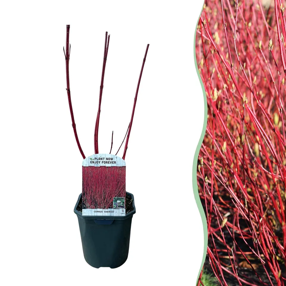 green-guardia-cornus-sibirica-zierstrauch-17-cm-topf-rote-zweige image 1