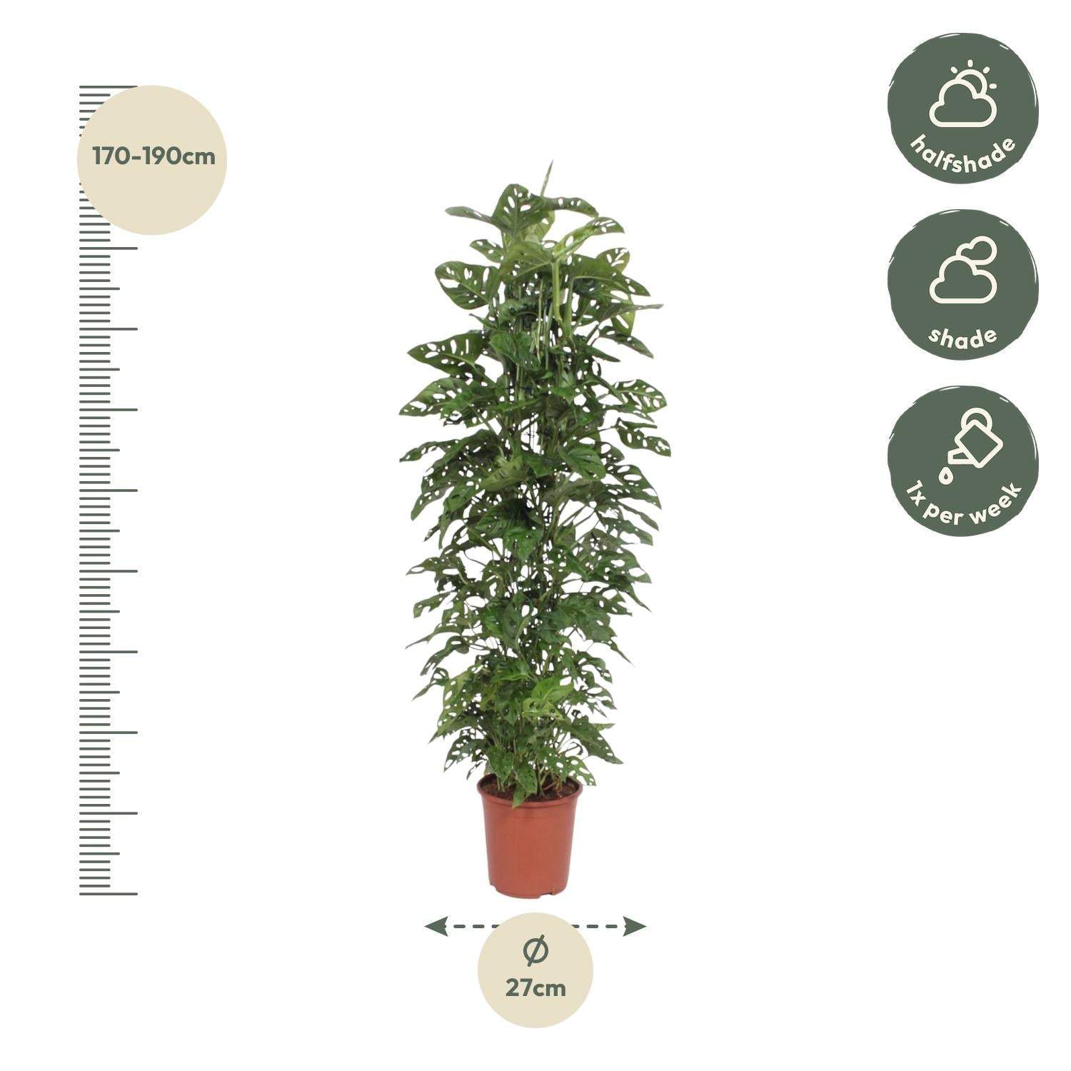 green-guardia-monstera-monkey-leaf-12cm-30cm-fensterblatt image 2