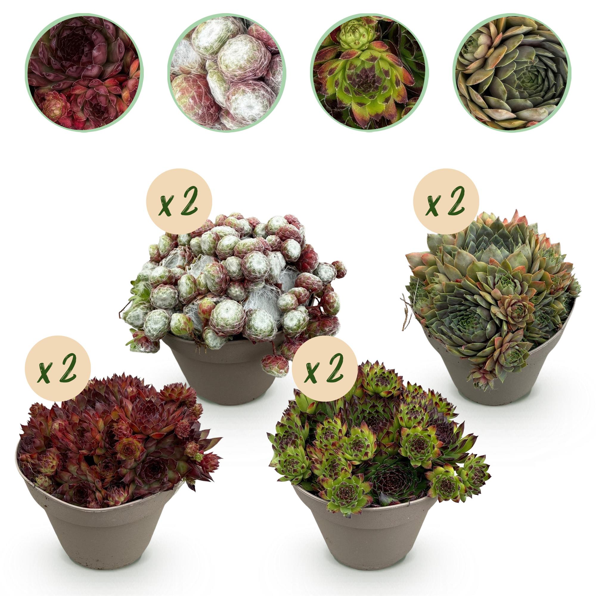 green-guardia-big-sam-sempervivum-bodendecker-8-pflanzen-mix image 1