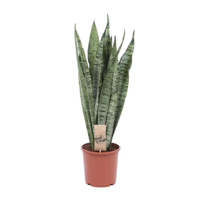 green-guardia-unsere-pflanzen-sansevieria-zeylanica-zimmerpflanze-70cm-luftreini image 1