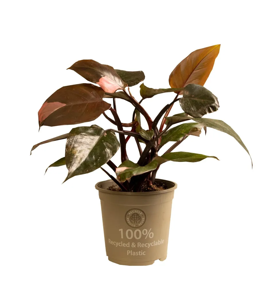 green-guardia-philodendron-pink-princess-15cm-35cm-panaschiert image 1