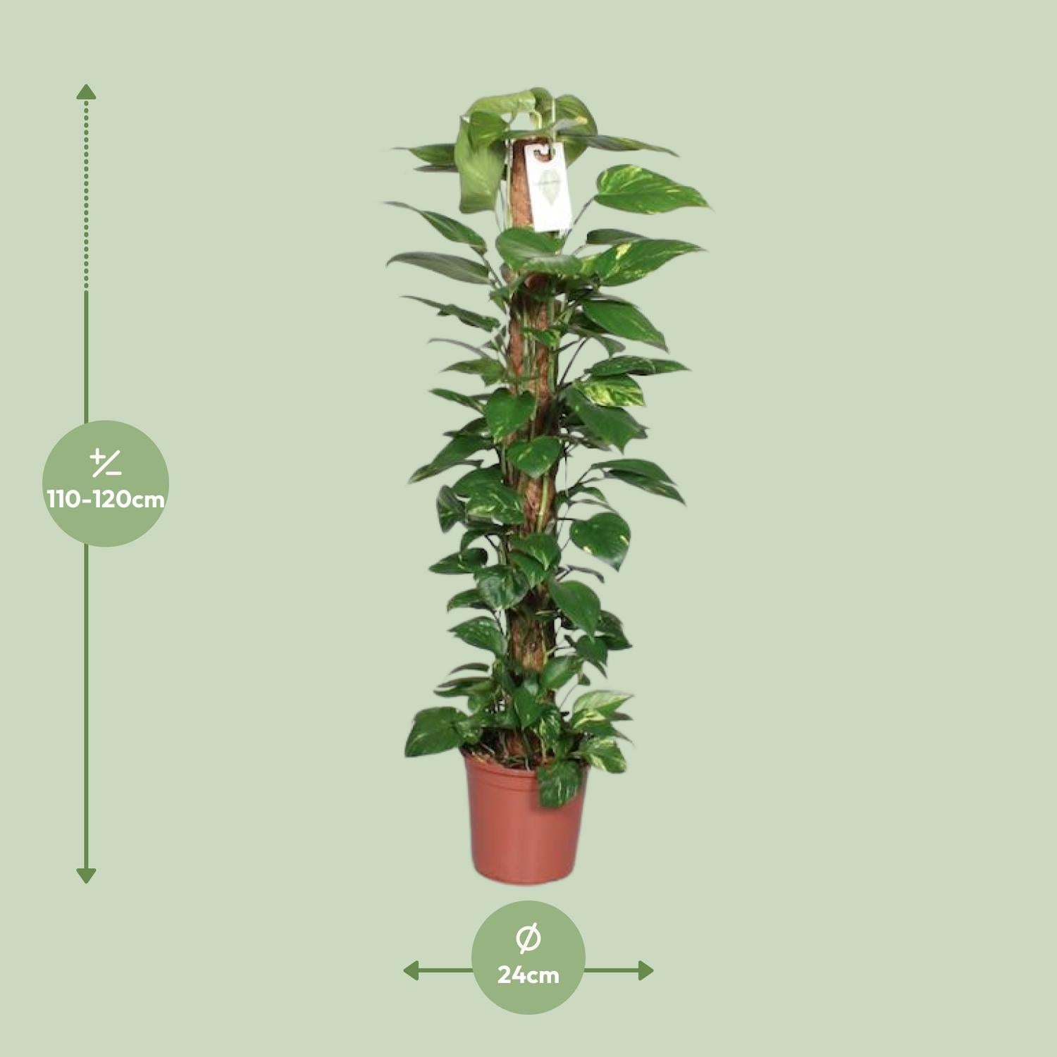 green-guardia-unsere-pflanzen-efeutute-epipremnum-80cm-moosstab image 2