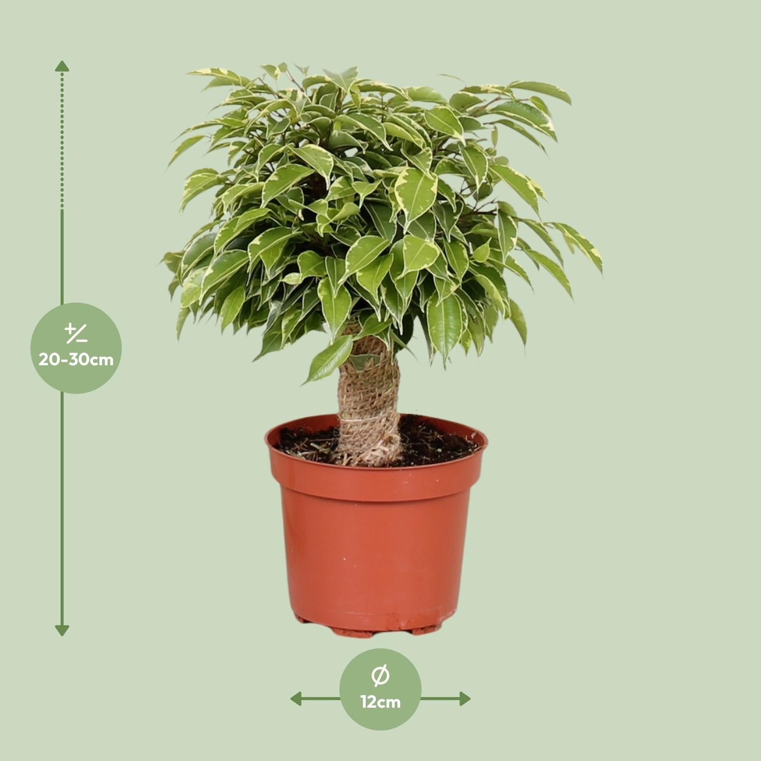 green-guardia-ficus-benjamina-kinky-12cm-topf-28cm-birkenfeige image 2