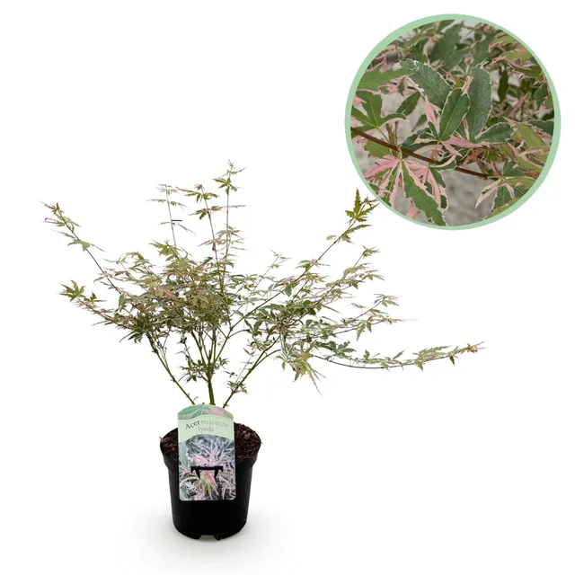 green-guardia-acer-palmatum-iyoshi-japan-ahorn-19cm-70cm image 1