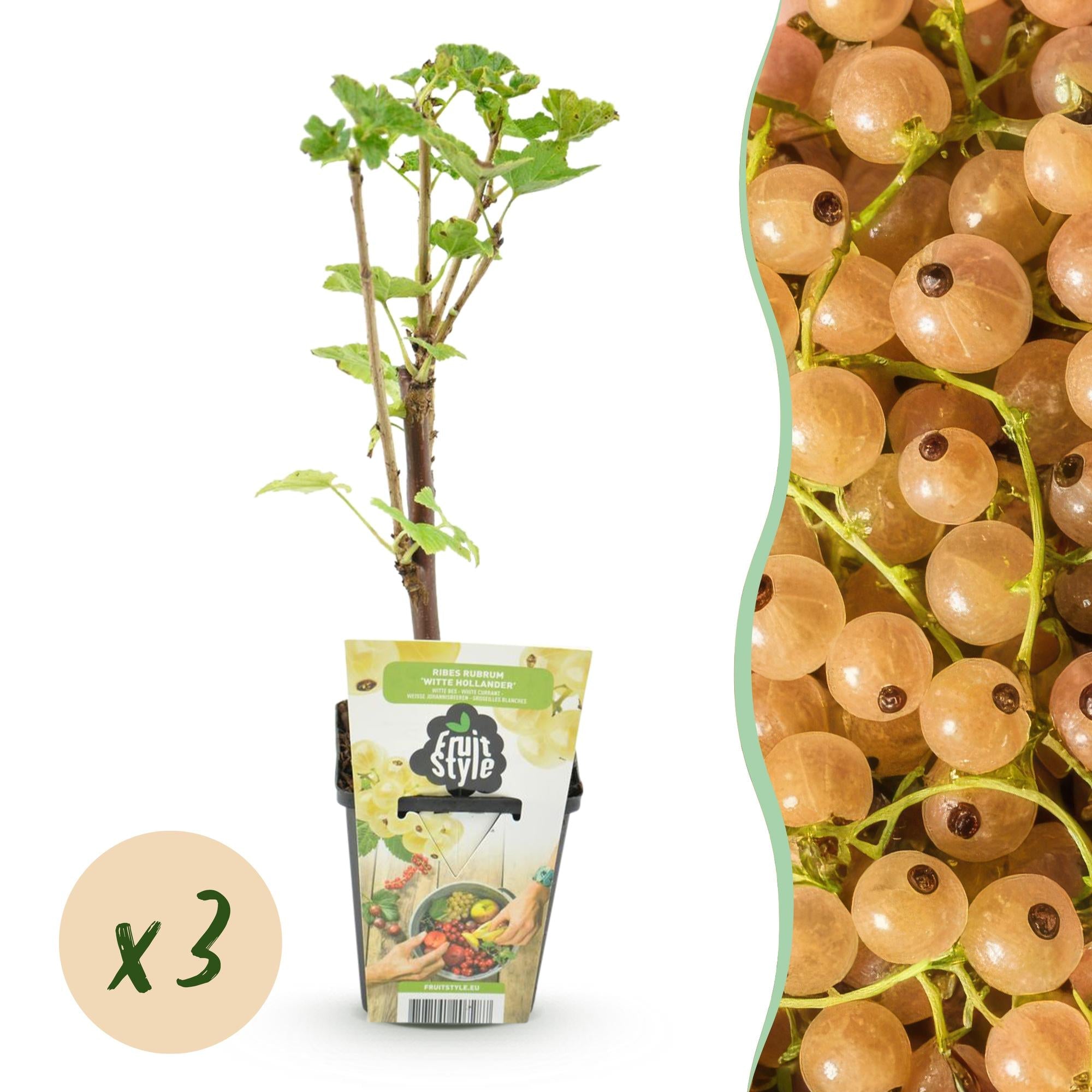 green-guardia-unsere-pflanzen-ribes-rubrum-weisse-holl-nder-obstpflanze-3x image 1